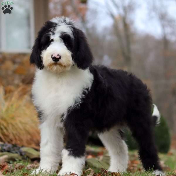 Jackson, Sheepadoodle Puppy